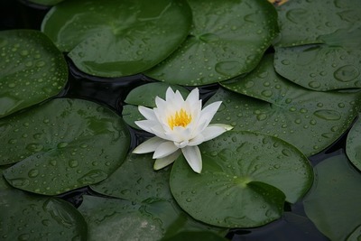 Experience Transformation and Renewal